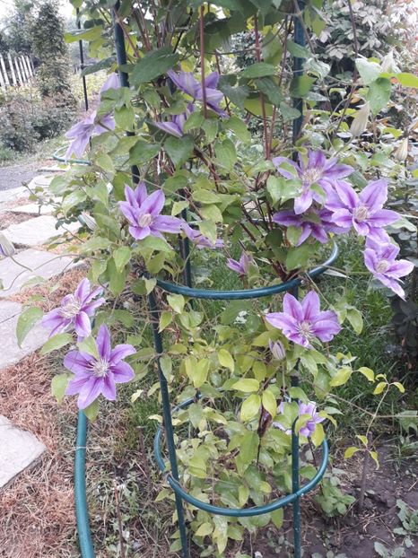  - 2018 clematis
