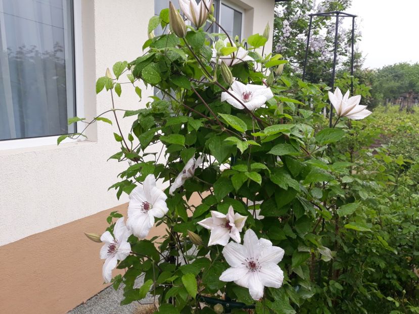  - 2018 clematis