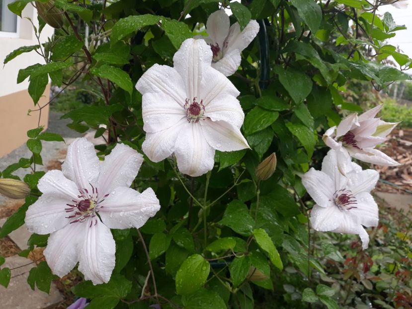  - 2018 clematis