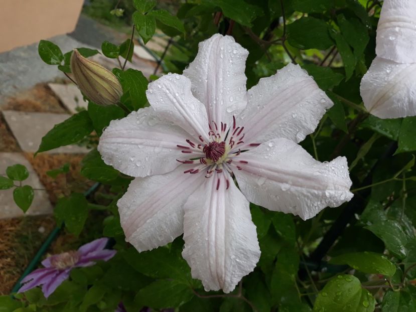  - 2018 clematis