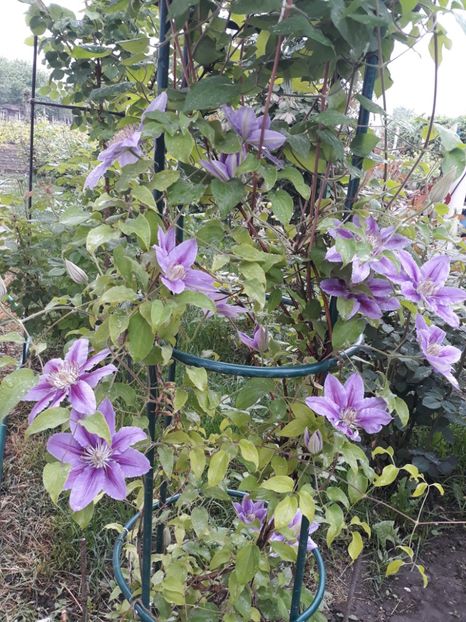  - 2018 clematis