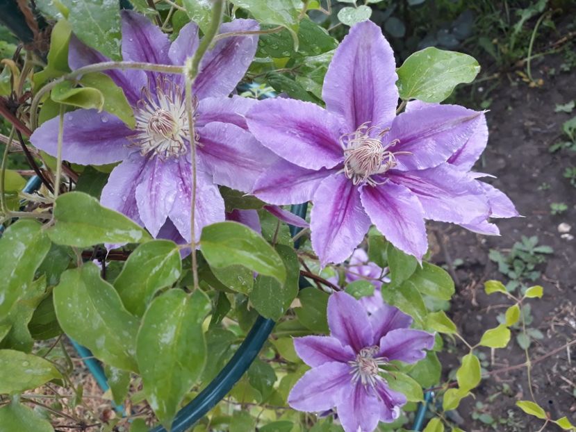  - 2018 clematis