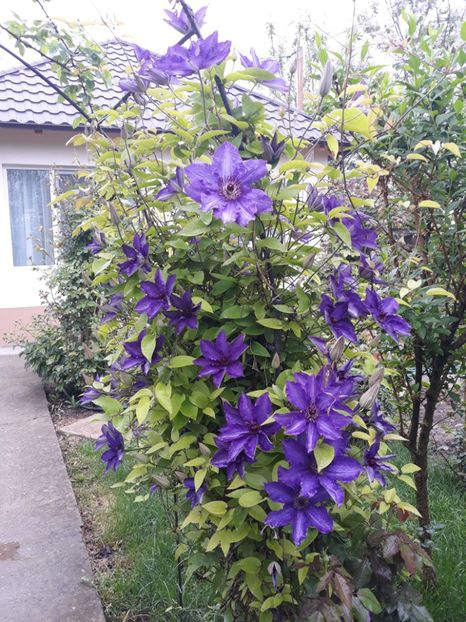  - 2018 clematis