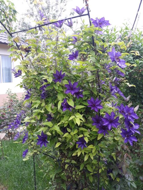  - 2018 clematis