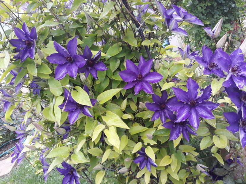  - 2018 clematis