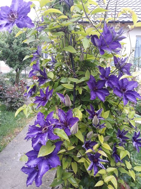  - 2018 clematis