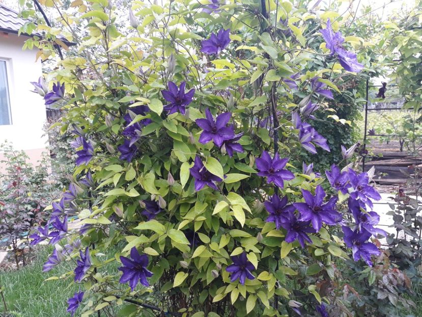  - 2018 clematis