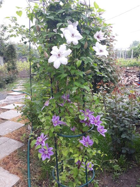  - 2018 clematis