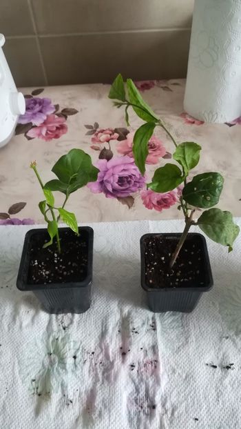 Jasminum 1 - Jasminum