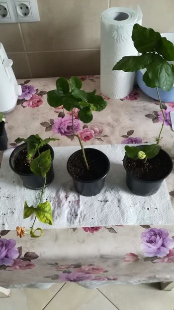 Jasminum 2 - Jasminum