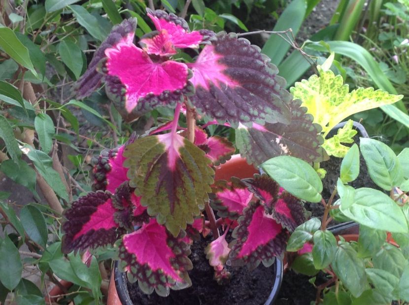 Fifth Avenue - Coleus Urzicuță