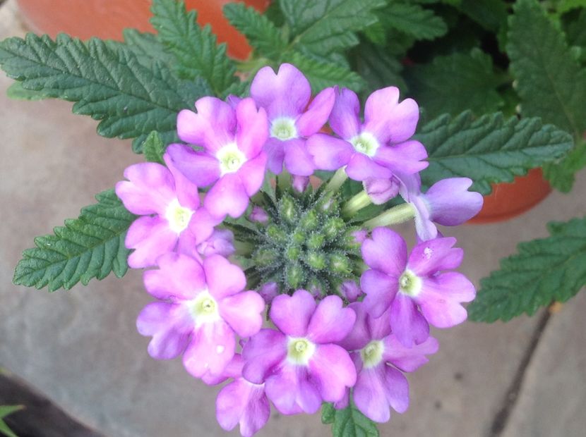  - Instantanee