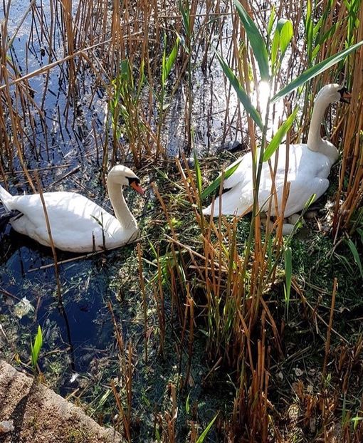 Lebede albe clocind - Un fel de rai pe pământ!
