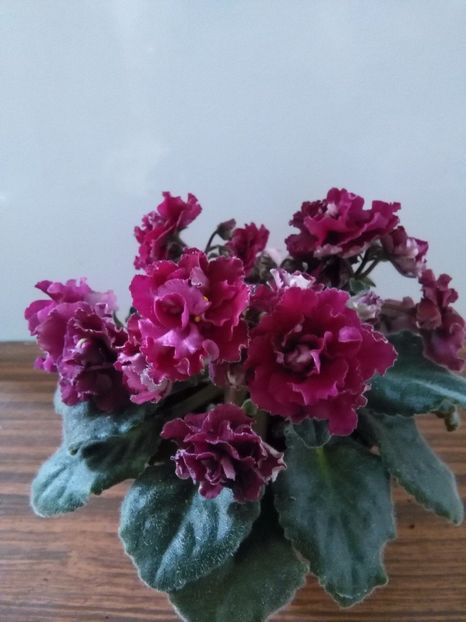  - 1-A- Violete 2018