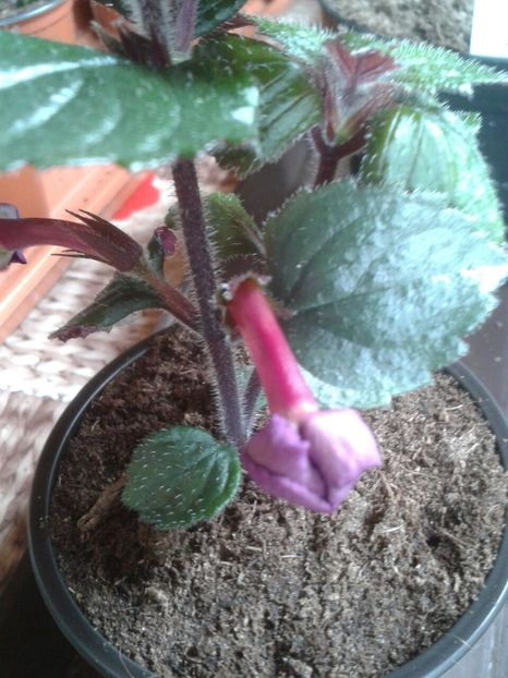 9.05.2018 - Achi din semințe BriDs 2018