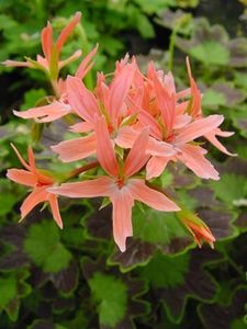 Pela_Meadowside_Dark_and_Dainty - provizoriu