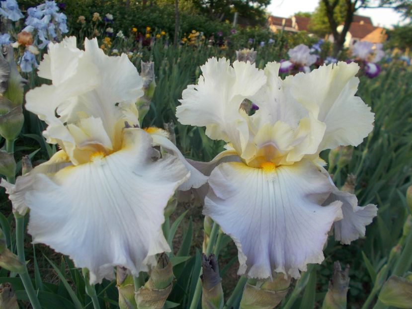 LULLABY OF SPRING - Irisi-2018 Barbata Elatior si Intermedia