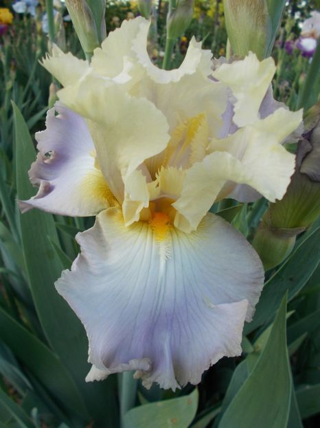  - Irisi-2018 Barbata Elatior si Intermedia