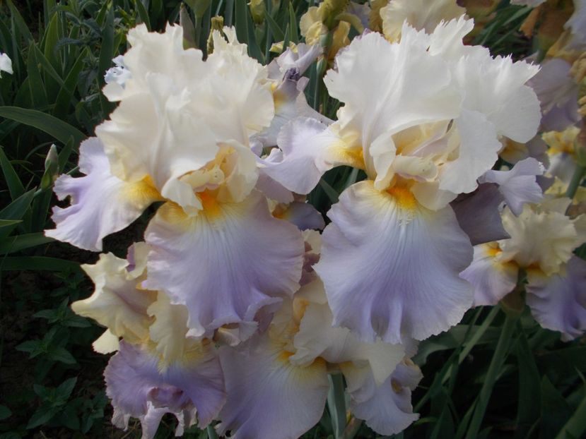  - Irisi-2018 Barbata Elatior si Intermedia