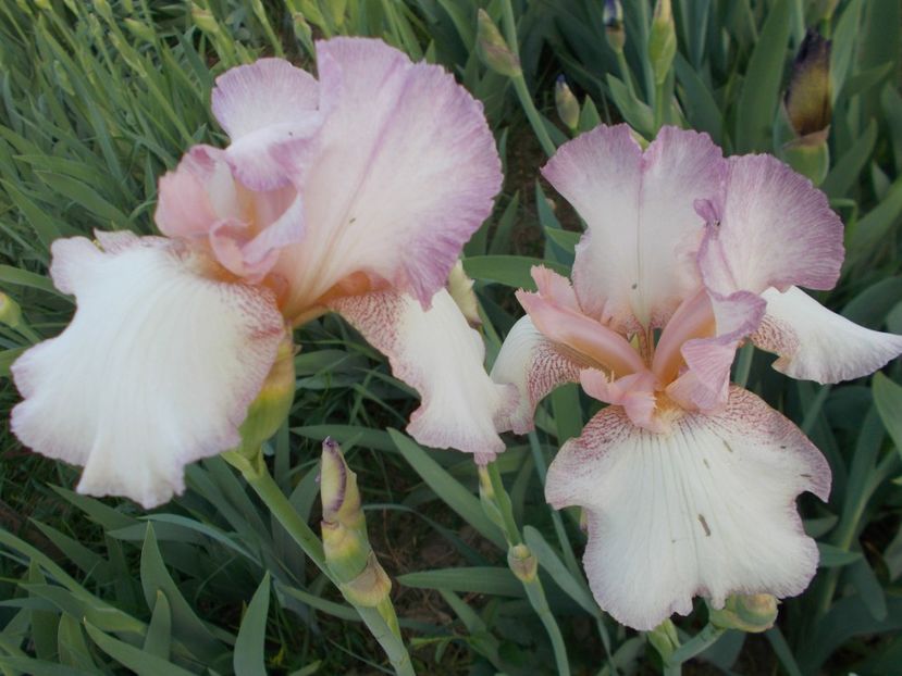  - Irisi-2018 Barbata Elatior si Intermedia