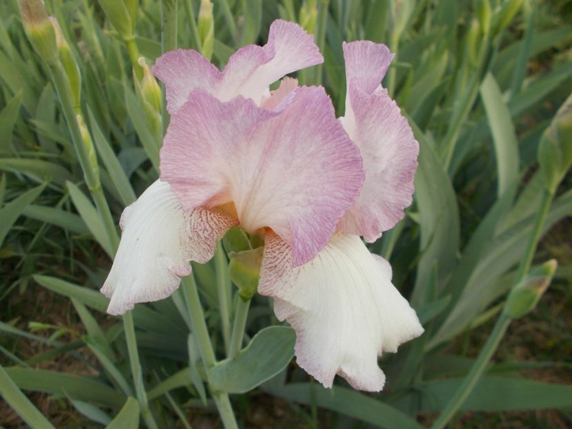  - Irisi-2018 Barbata Elatior si Intermedia