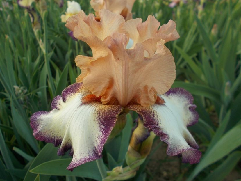 MORNING MOON - Irisi-2018 Barbata Elatior si Intermedia