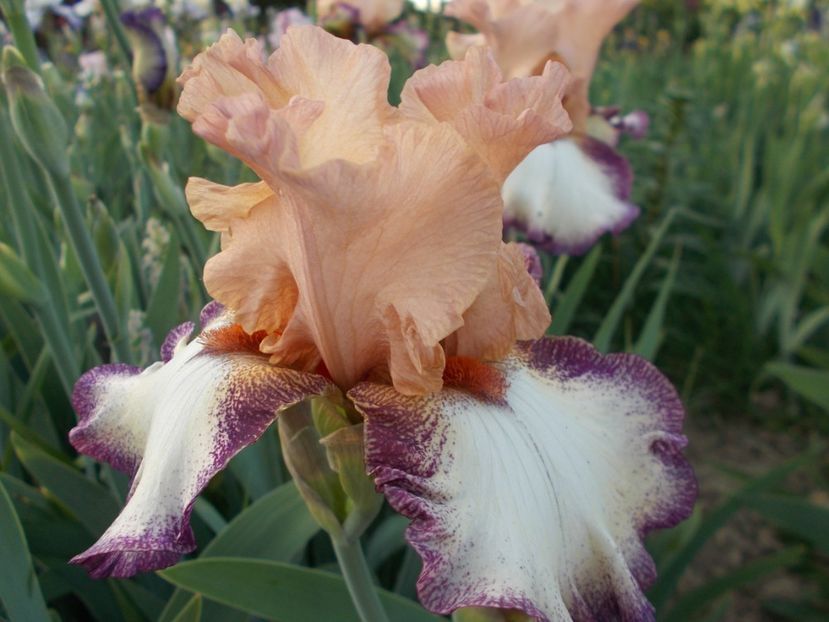  - Irisi-2018 Barbata Elatior si Intermedia