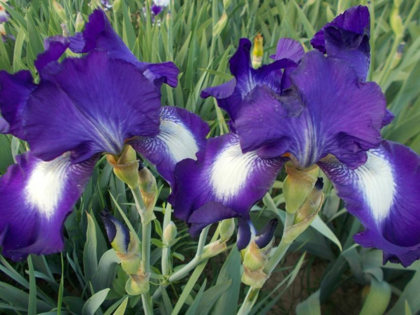 EXOTIC ISLE - Irisi-2018 Barbata Elatior si Intermedia