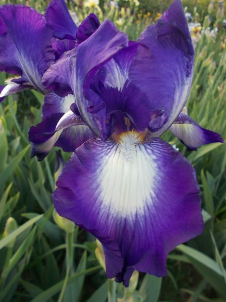  - Irisi-2018 Barbata Elatior si Intermedia