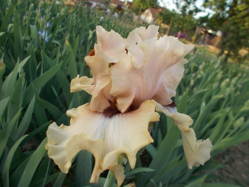 A STAR IS BORN - Irisi-2018 Barbata Elatior si Intermedia