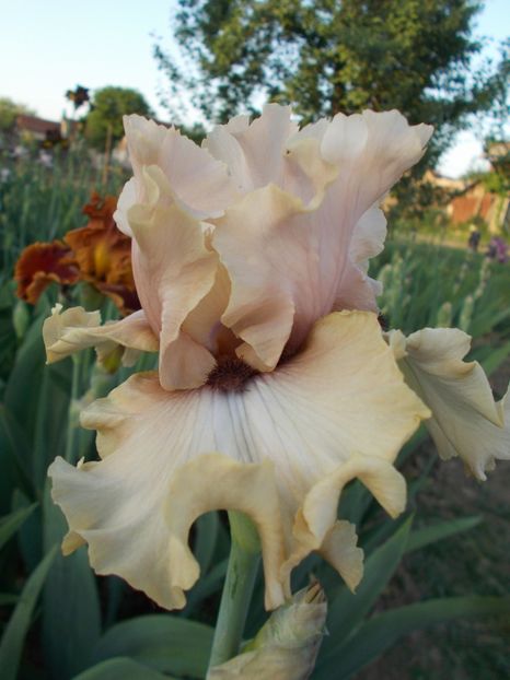  - Irisi-2018 Barbata Elatior si Intermedia