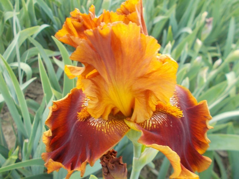 COPATONIC - Irisi-2018 Barbata Elatior si Intermedia