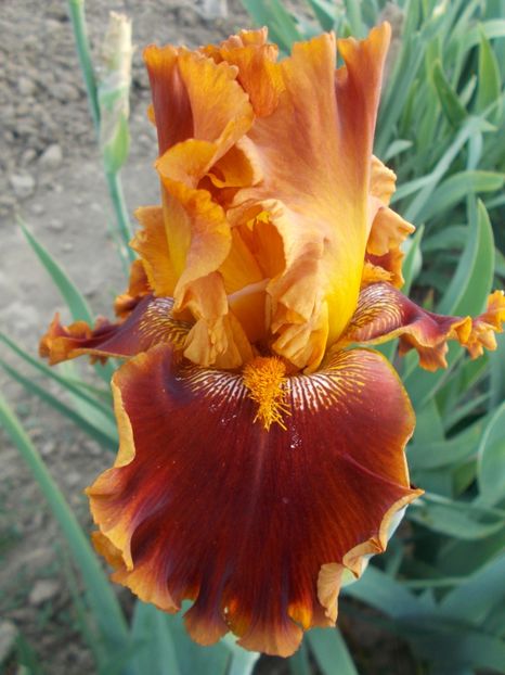  - Irisi-2018 Barbata Elatior si Intermedia