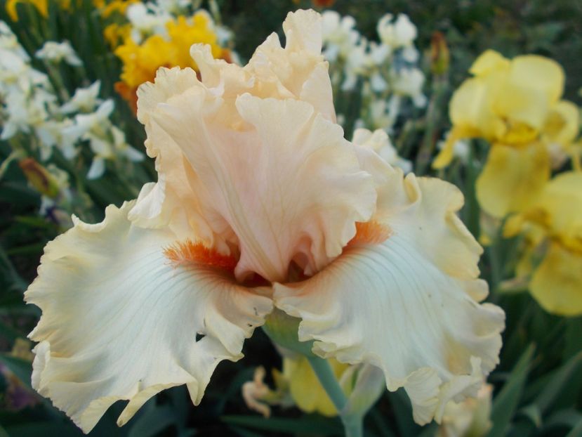 WEDDING BELLE - Irisi-2018 Barbata Elatior si Intermedia