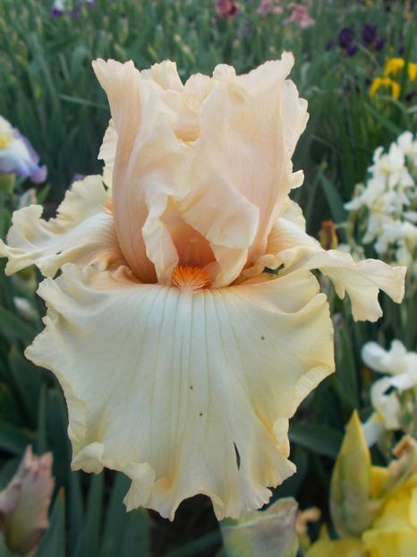  - Irisi-2018 Barbata Elatior si Intermedia