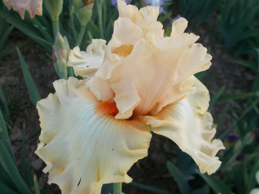  - Irisi-2018 Barbata Elatior si Intermedia