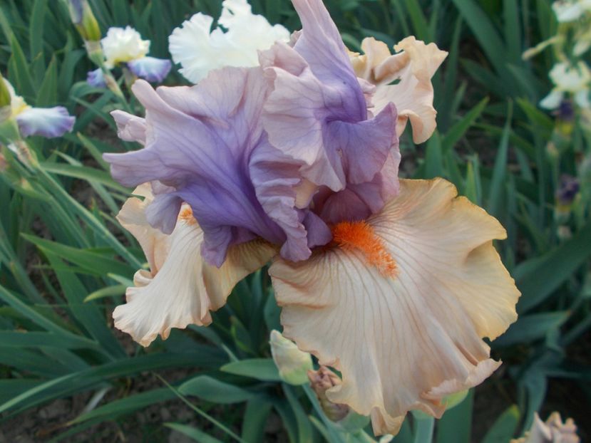 LA SCALA - Irisi-2018 Barbata Elatior si Intermedia