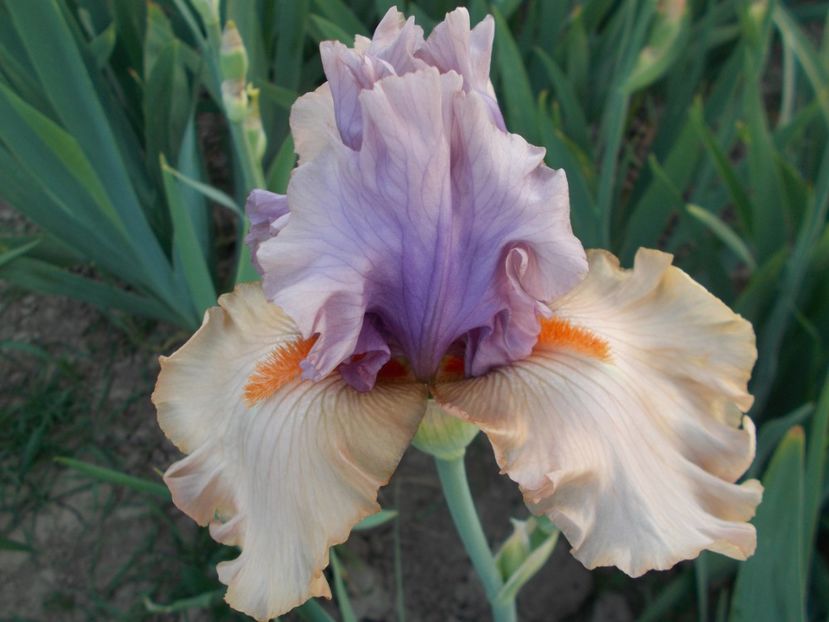  - Irisi-2018 Barbata Elatior si Intermedia