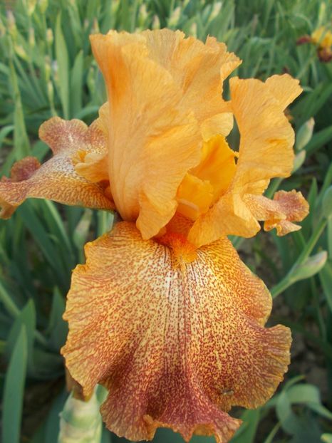  - Irisi-2018 Barbata Elatior si Intermedia