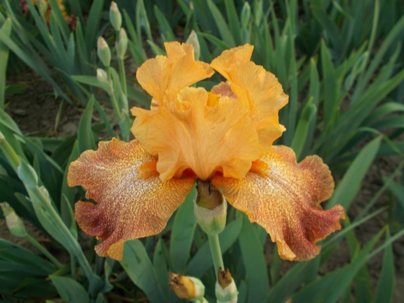  - Irisi-2018 Barbata Elatior si Intermedia