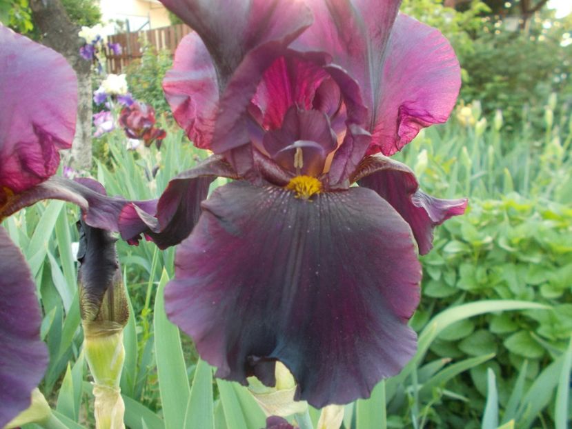  - Irisi-2018 Barbata Elatior si Intermedia