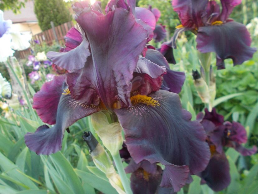  - Irisi-2018 Barbata Elatior si Intermedia