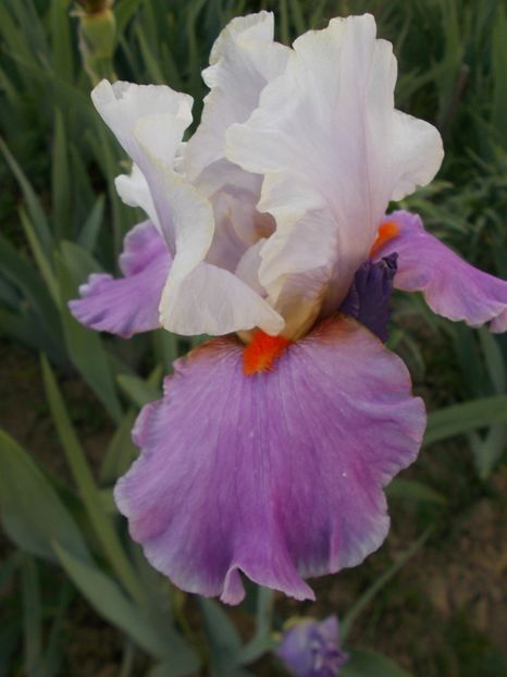 GHIROPHARE - Irisi-2018 Barbata Elatior si Intermedia