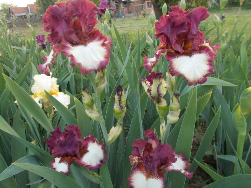  - Irisi-2018 Barbata Elatior si Intermedia
