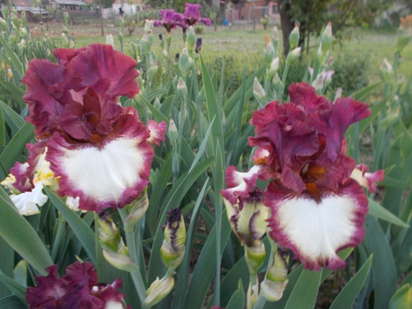  - Irisi-2018 Barbata Elatior si Intermedia