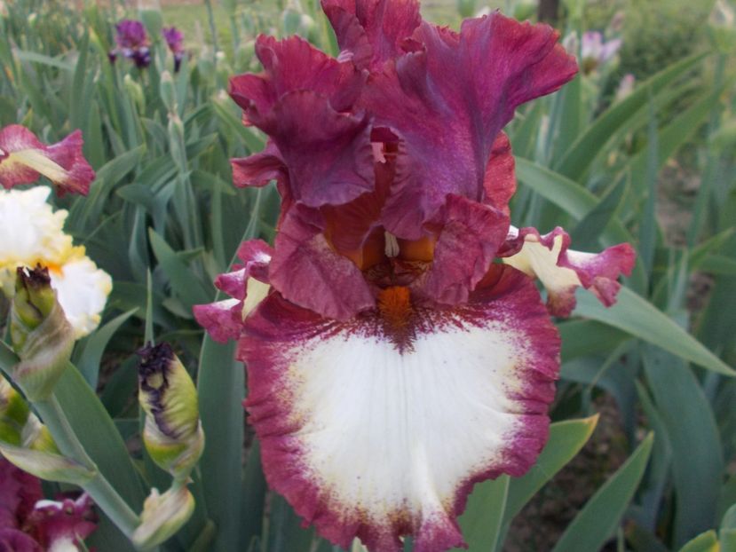 CLASS RING - Irisi-2018 Barbata Elatior si Intermedia