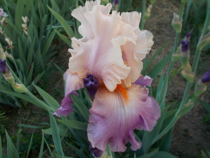 SWEET MUSETTE - Irisi-2018 Barbata Elatior si Intermedia