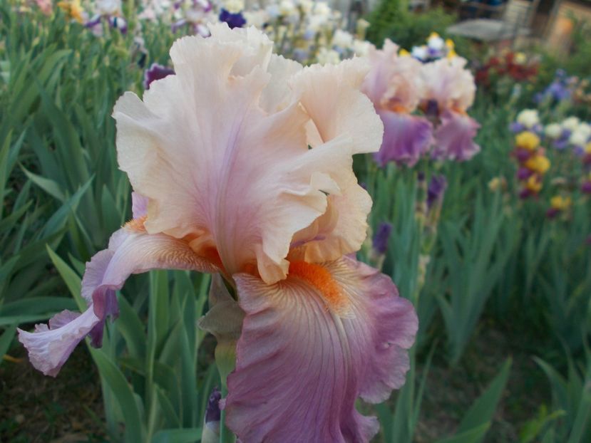  - Irisi-2018 Barbata Elatior si Intermedia