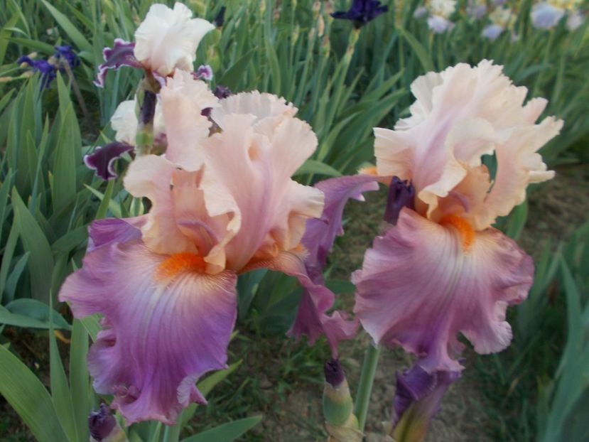  - Irisi-2018 Barbata Elatior si Intermedia