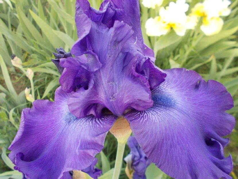  - Irisi-2018 Barbata Elatior si Intermedia